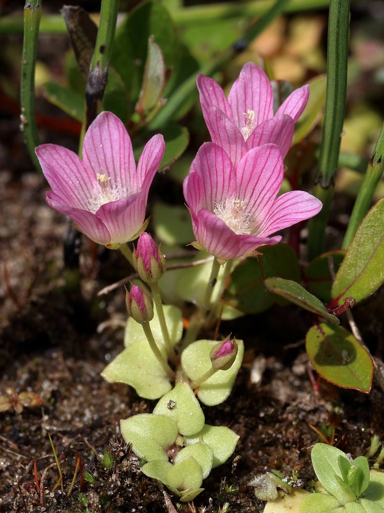 Lysimachia tenella (Bog Pimpernel)