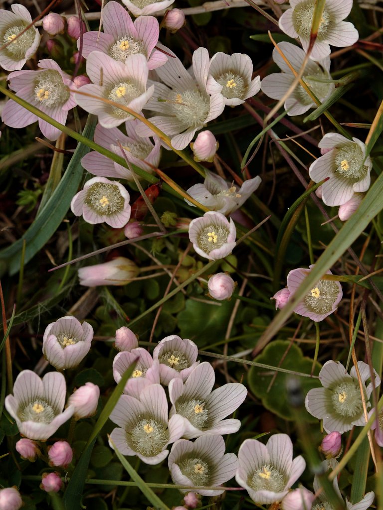 Lysimachia tenella (Bog Pimpernel)