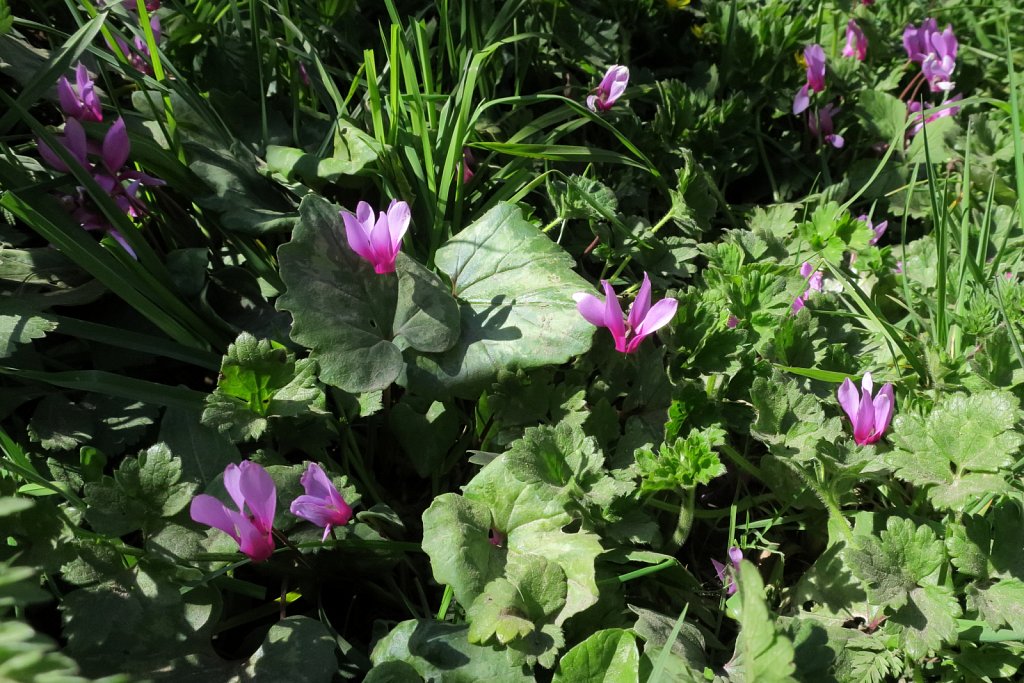 Cyclamen repandum (Spring Sowbread)