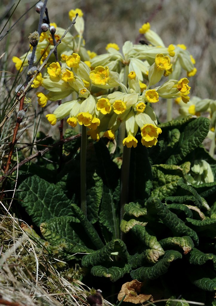 Primula veris (Cowslip)