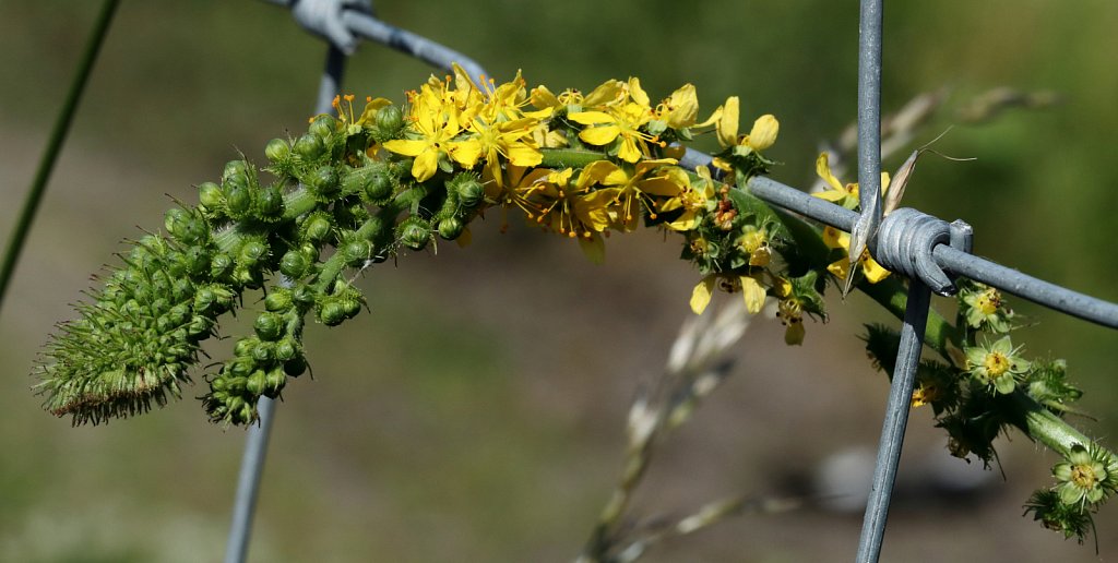 Agrimonia procera (Fragrant Agrimony)