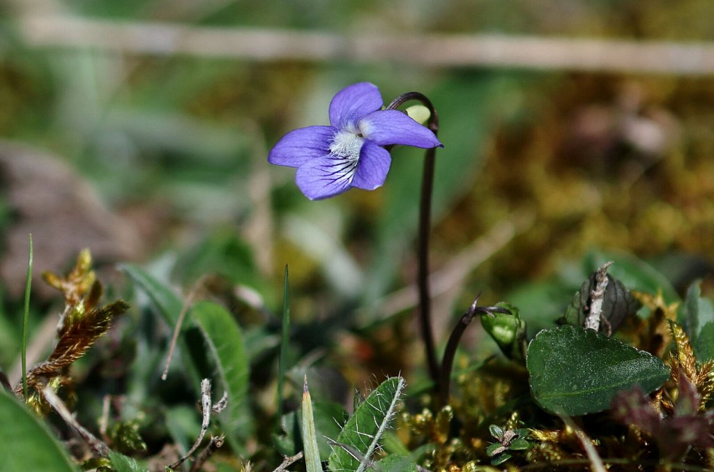 Viola canina (Heath Dog-violet)