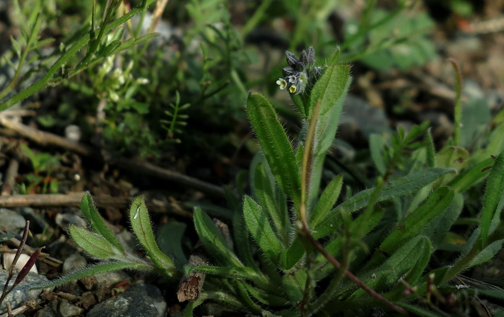 Myosotis discolor (Changing Forget-me-not)