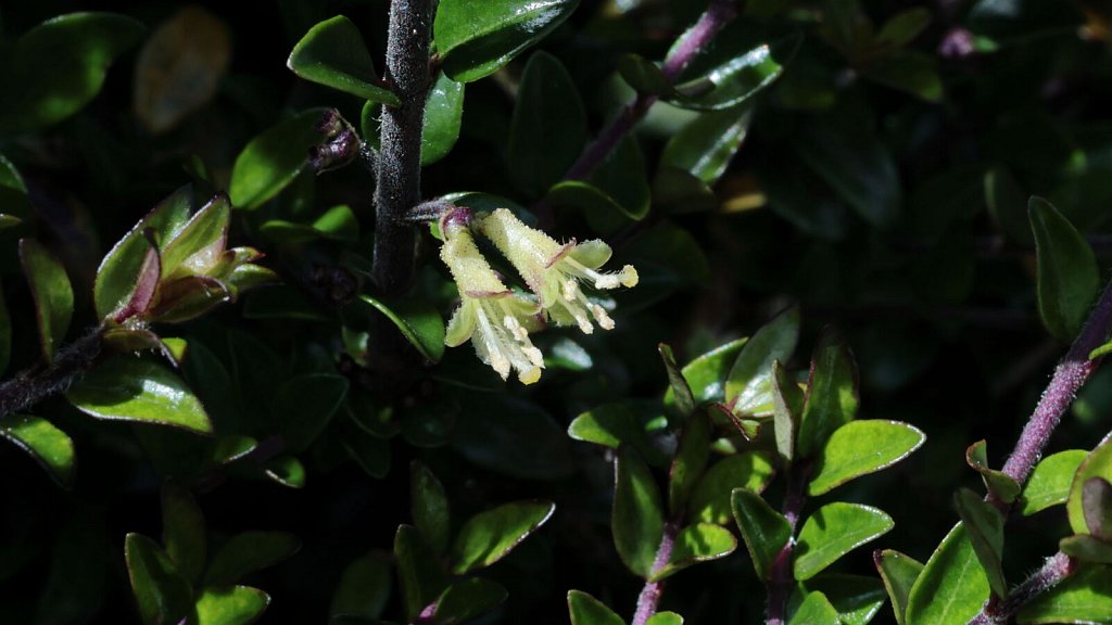 Lonicera nitida (Wilson's Honeysuckle)