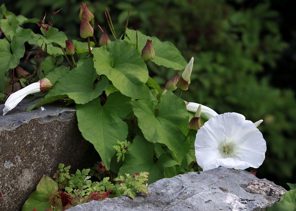 Calystegia silvatica (Large Bindweed)