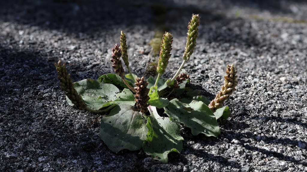 Plantago major (Greater Plantain)