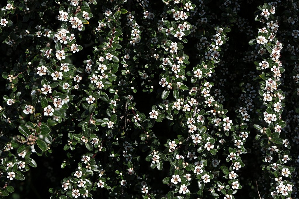 Cotoneaster spp. (Cotoneaster spp.)