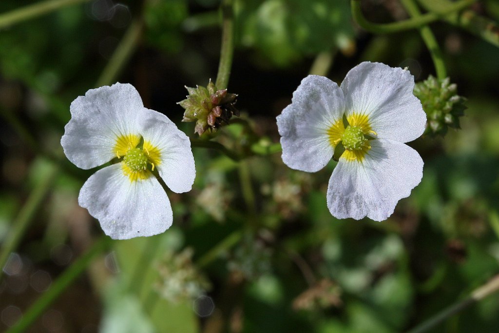 Baldellia ranunculoides (Lesser Water-plantain)