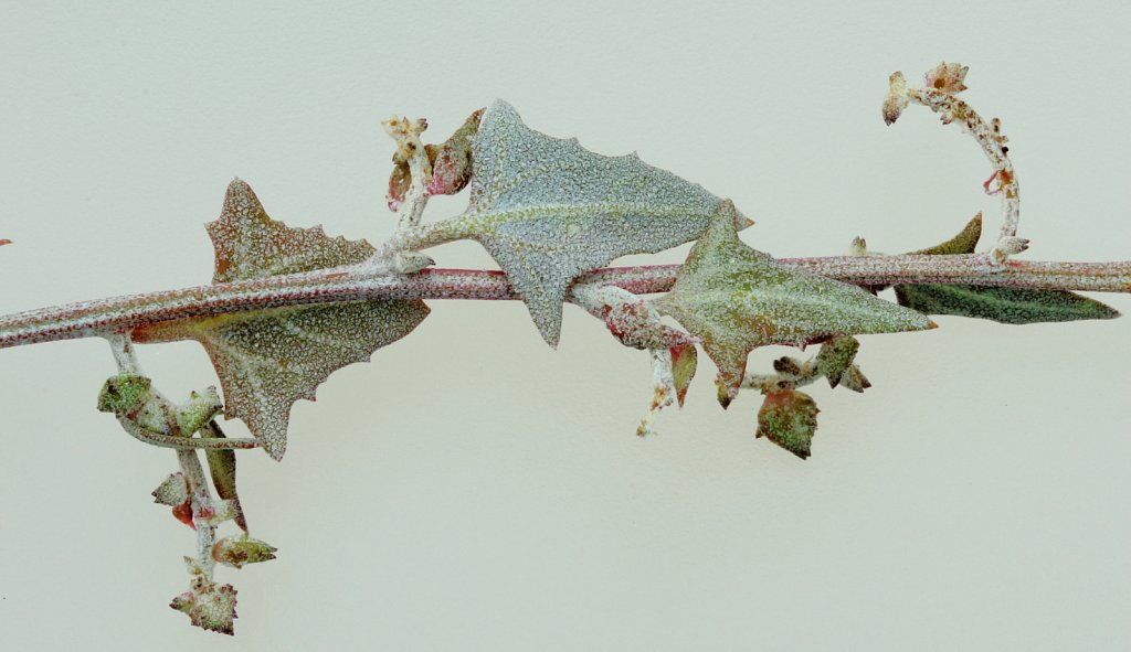 Atriplex laciniata (Frosted Orache)