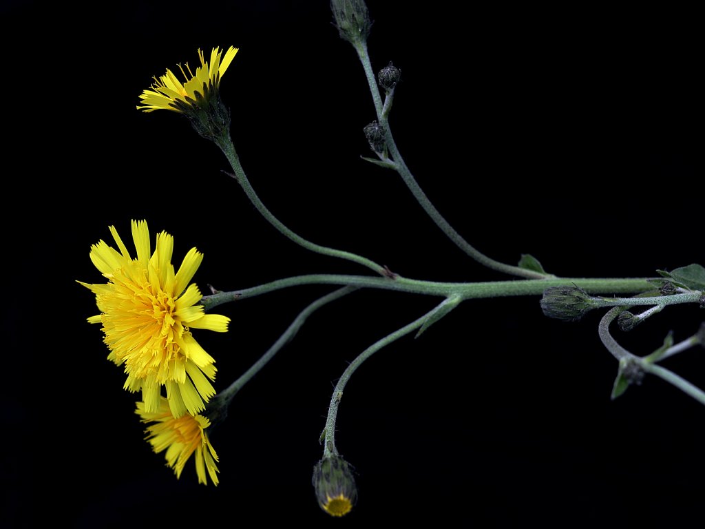 Hieracium sect. sabauda (Hawkweed)