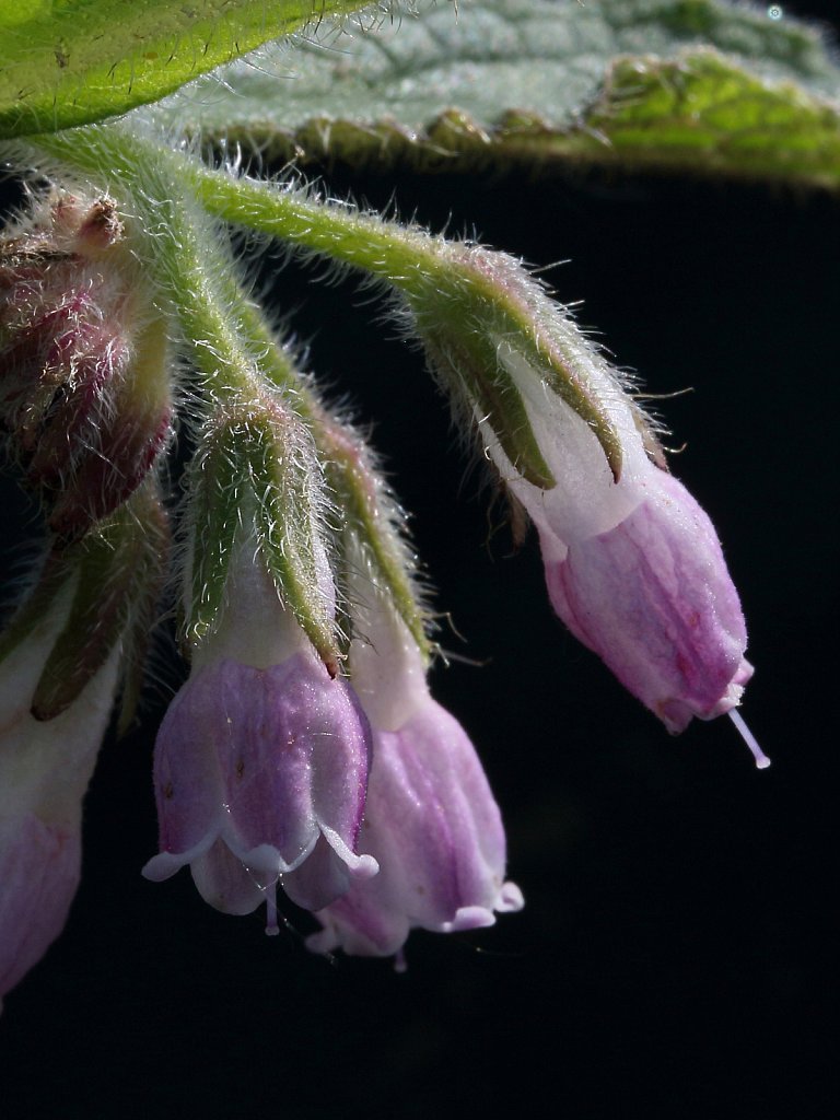 Symphytum officinale ssp. officinale (Common Comfrey)