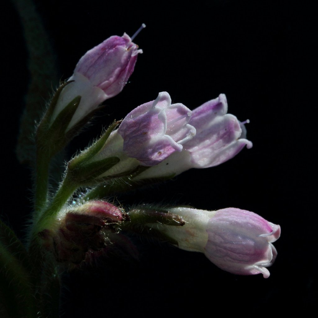 Symphytum officinale ssp. officinale (Common Comfrey)