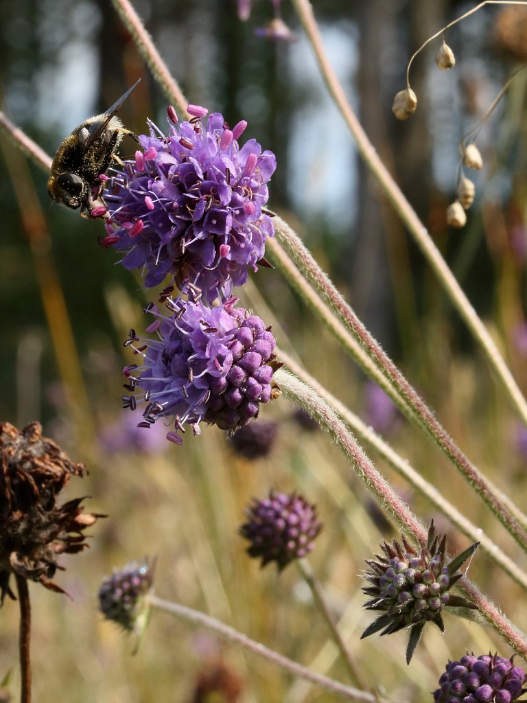 Succisa pratensis (Devil's-bit Scabious)