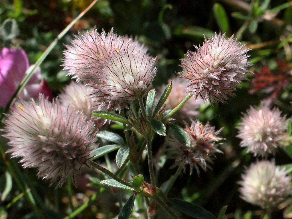 Trifolium arvense (Hare's-foot Clover)