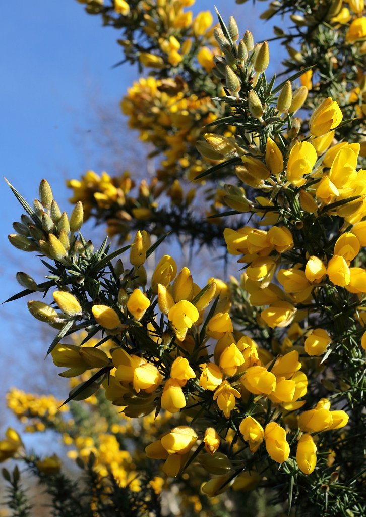 Ulex europaeus (Common Gorse)