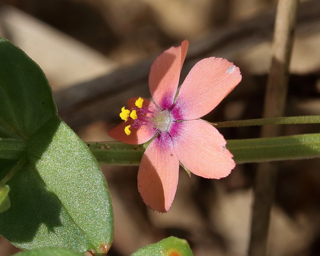 Lysimachia arvensis (Scarlet Pimpernel) 