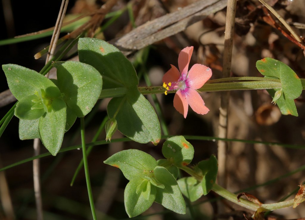 Lysimachia arvensis (Scarlet Pimpernel) 