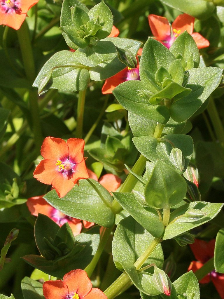 Lysimachia arvensis (Scarlet Pimpernel) 