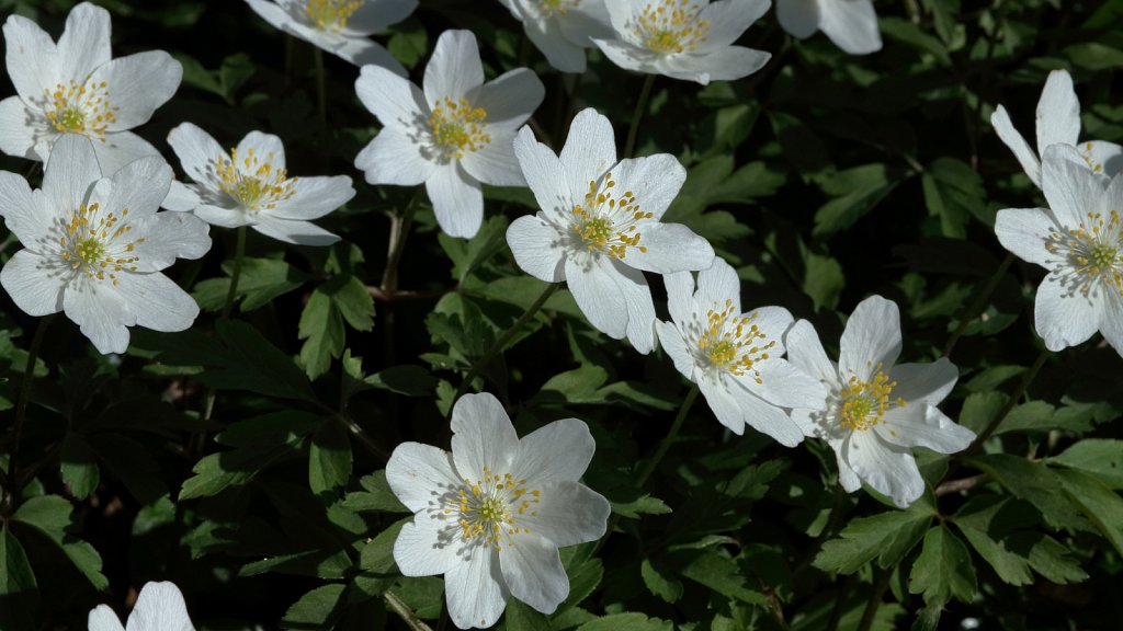 Anemone nemorosa (Wood Anemone)