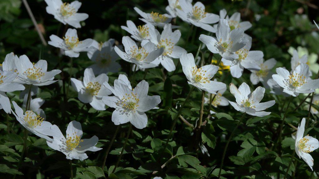 Anemone nemorosa (Wood Anemone)