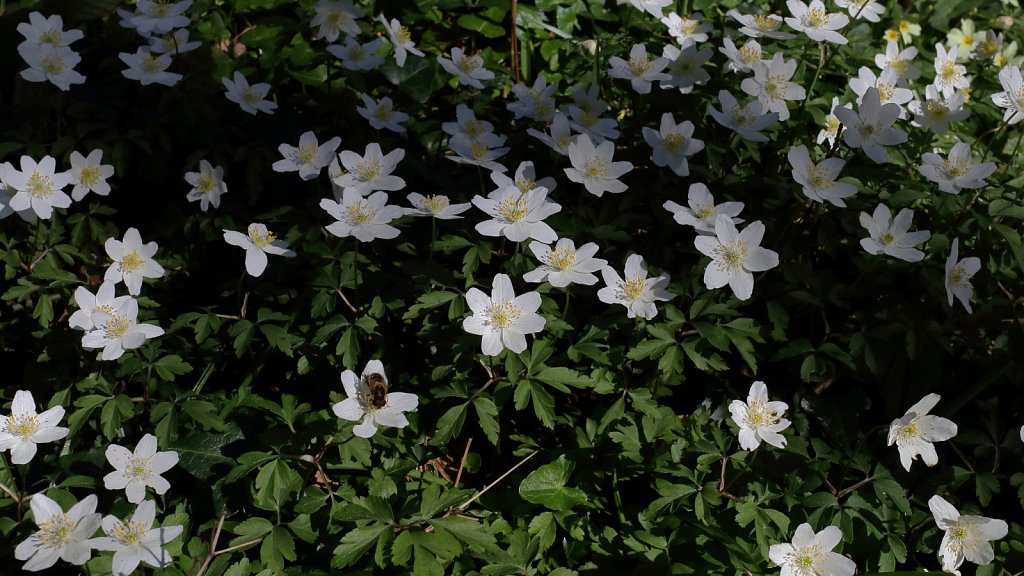 Anemone nemorosa (Wood Anemone)