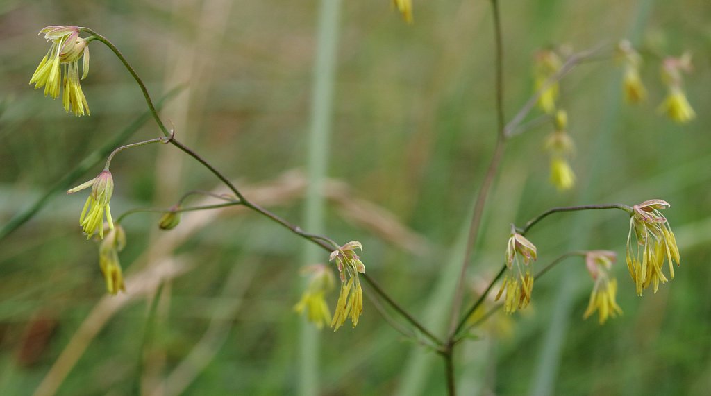 Thalictrum minus (Lesser Meadow-rue)