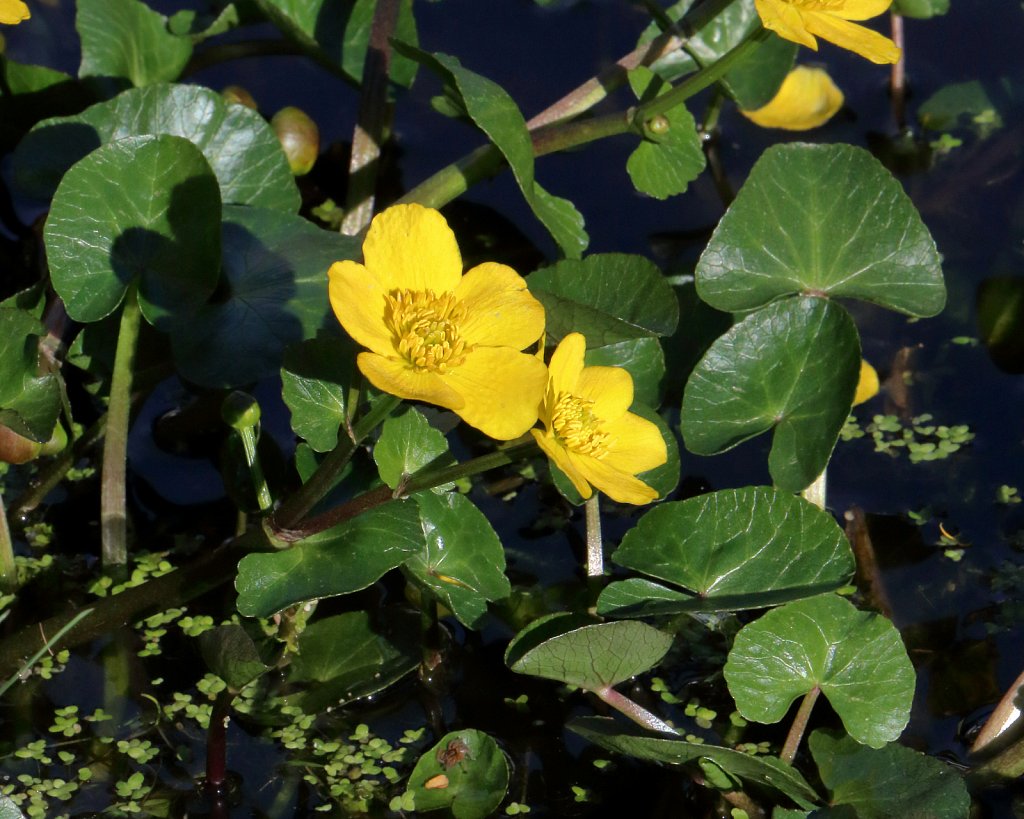 Caltha palustris (Marsh-marigold)