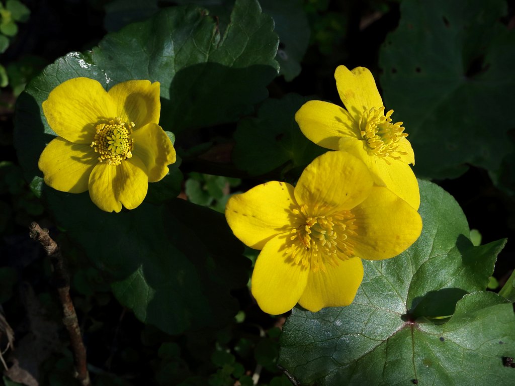 Caltha palustris (Marsh-marigold)