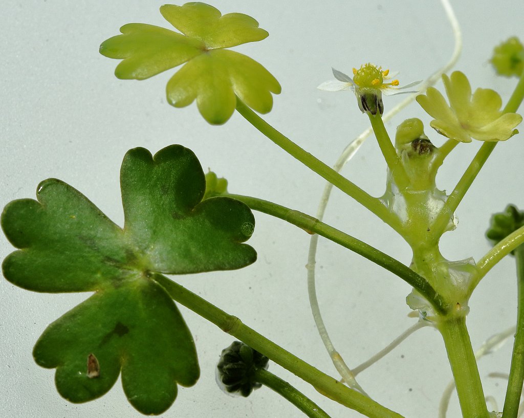 Ranunculus tripartitus (Three-lobed Crowfoot)