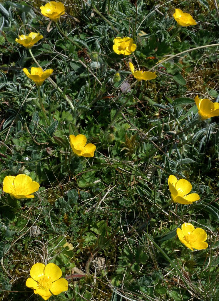 Ranunculus bulbosus (Bulbous Buttercup)