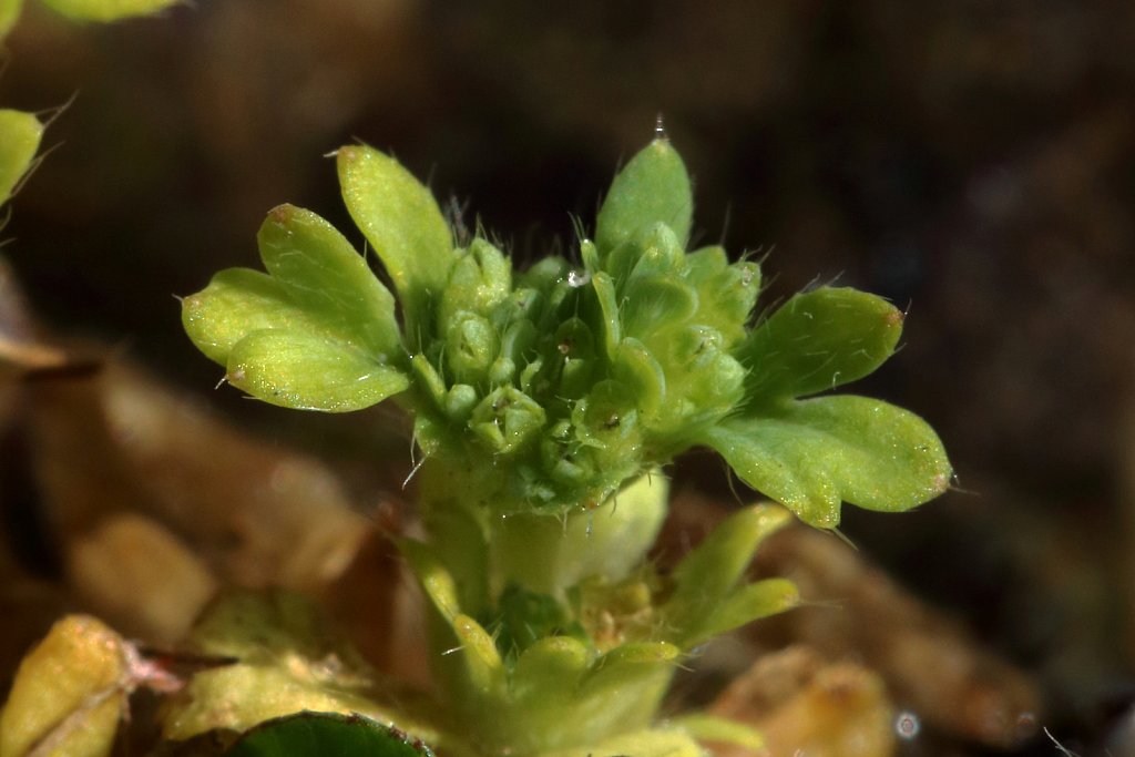 Aphanes australis (Slender Parsley-piert)