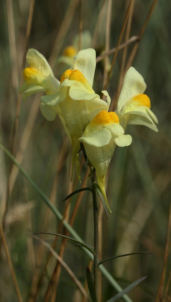 Linaria vulgaris (Common Toadflax)