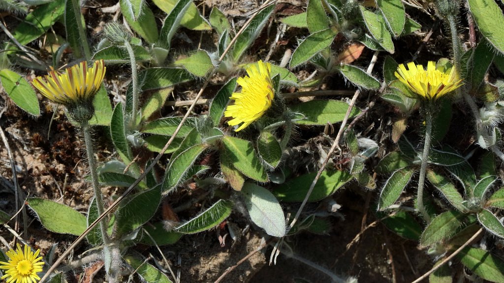 Pilosella officinarum (Mouse-ear-hawkweed)