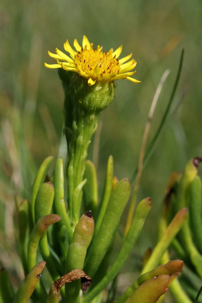 Inula crithmoides (Golden-samphire)