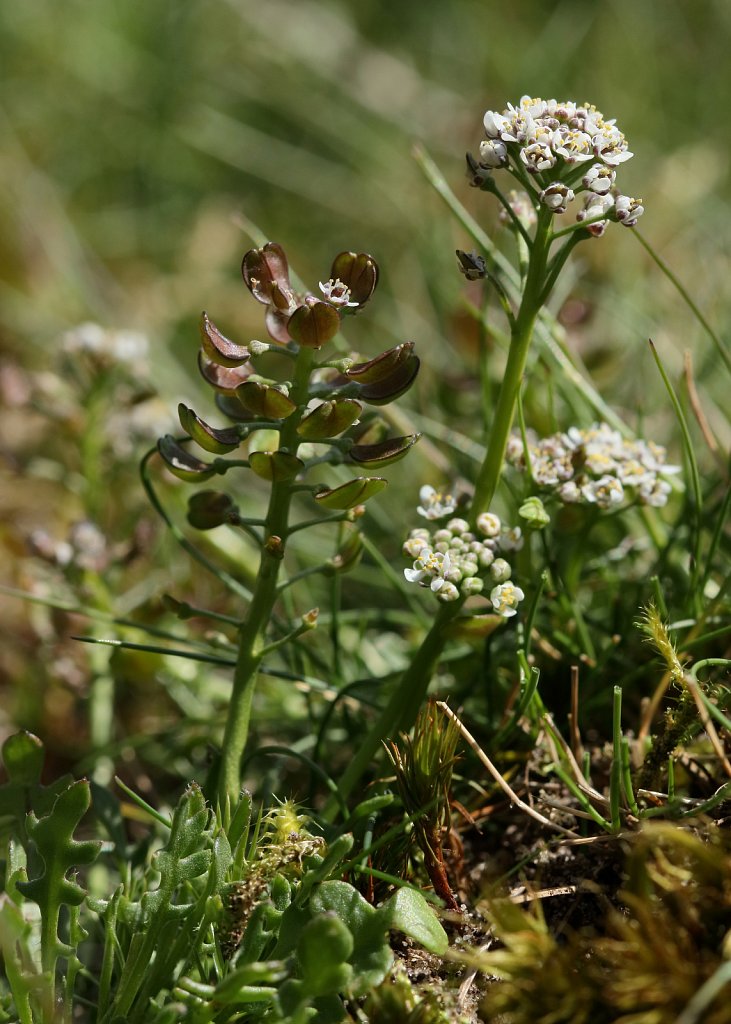 Teesdalia nudicaulis (Shepherd's Cress)