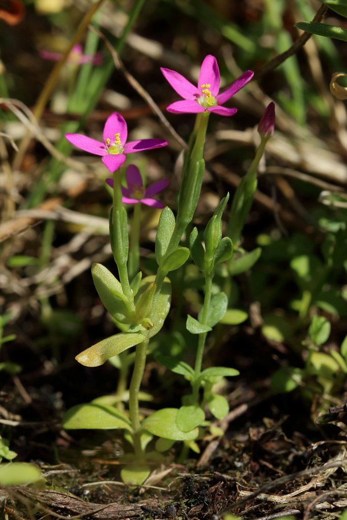 Centaurium pulchellum (Lesser Centaury)