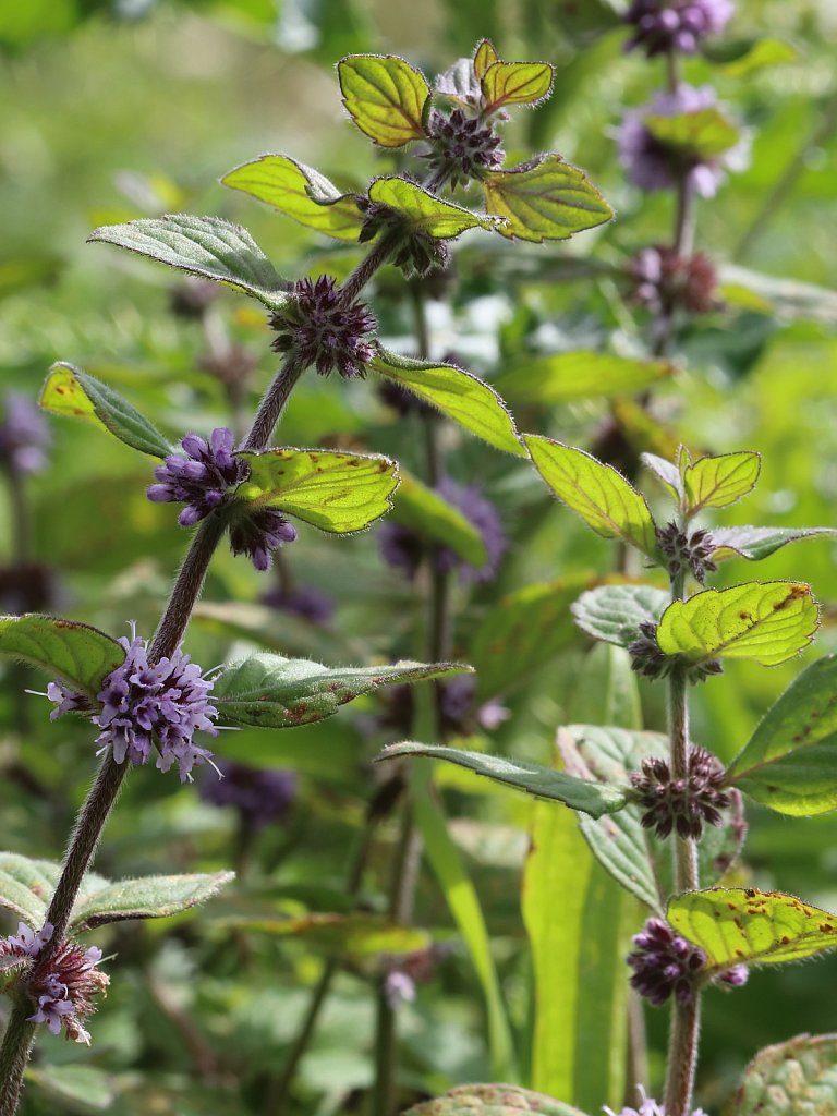 Mentha x verticillata (Whorled Mint) 