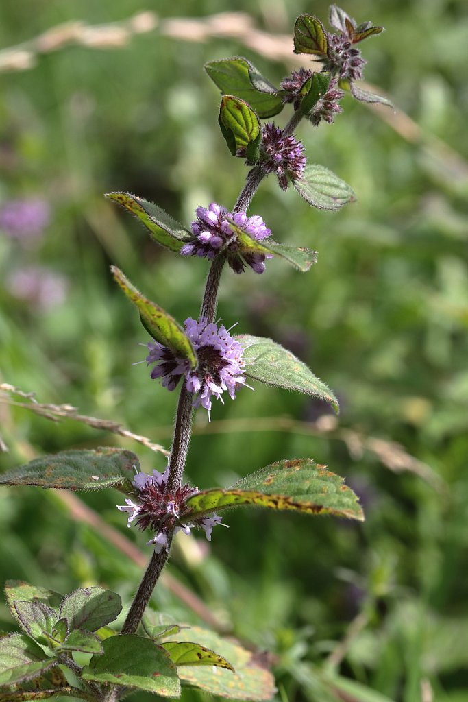 Mentha x verticillata (Whorled Mint) 