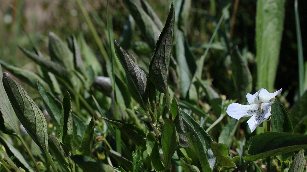 Viola lactea (Pale Dog-violet)