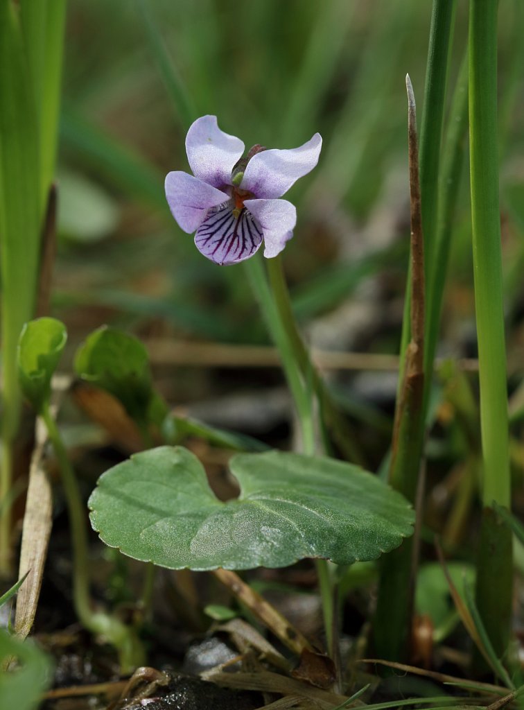 Viola palustris (Marsh Violet)