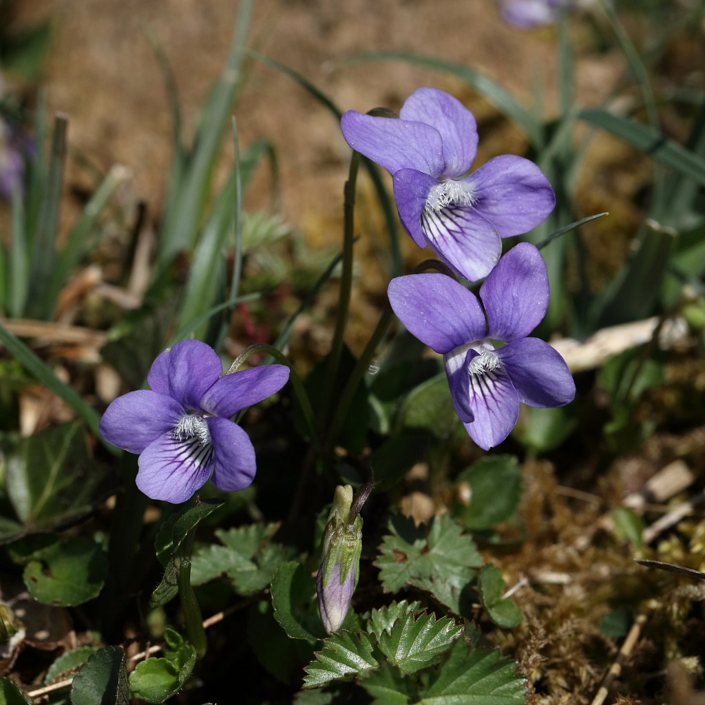 Viola riviniana (Common Dog-violet)