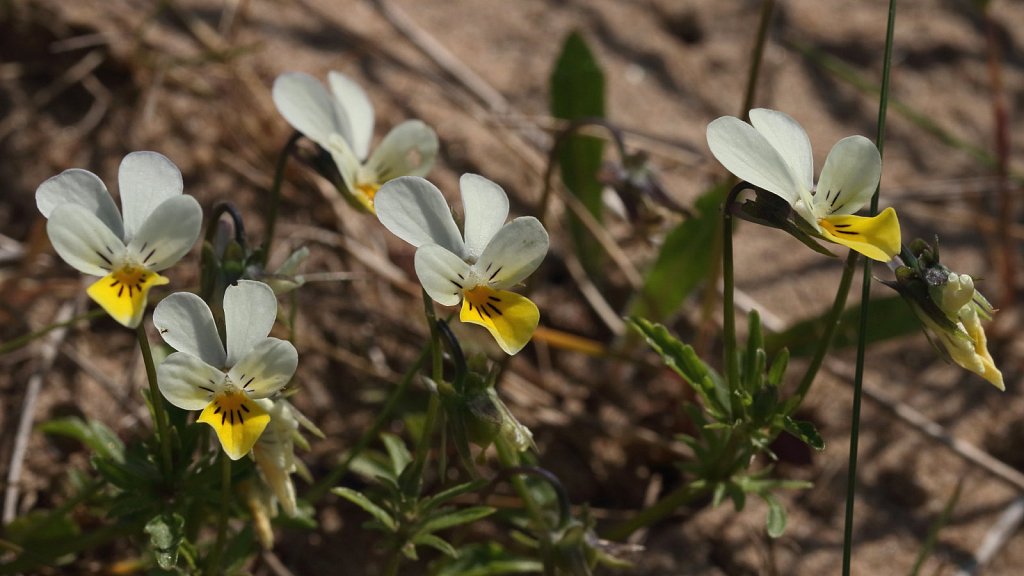 Viola tricolor (Wild Pansy)