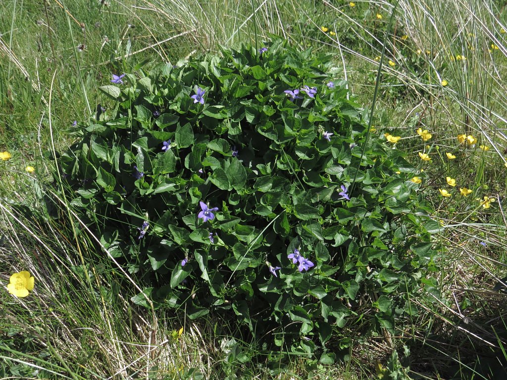 Viola x intersita [V. riviniana x V. canina] (hybrid of Common Dog-violet x Heath Dog-violet)