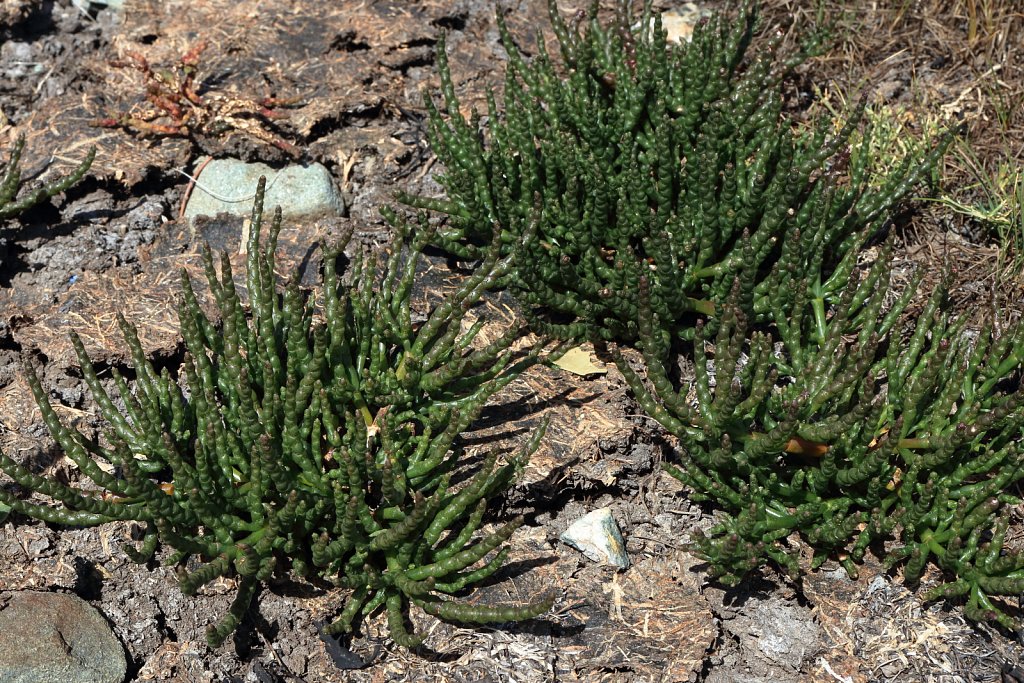 Salicornia ramosissima (Purple Glasswort)