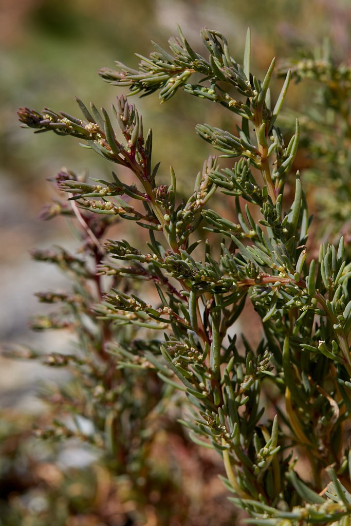 Suaeda maritima (Annual Sea-blite)