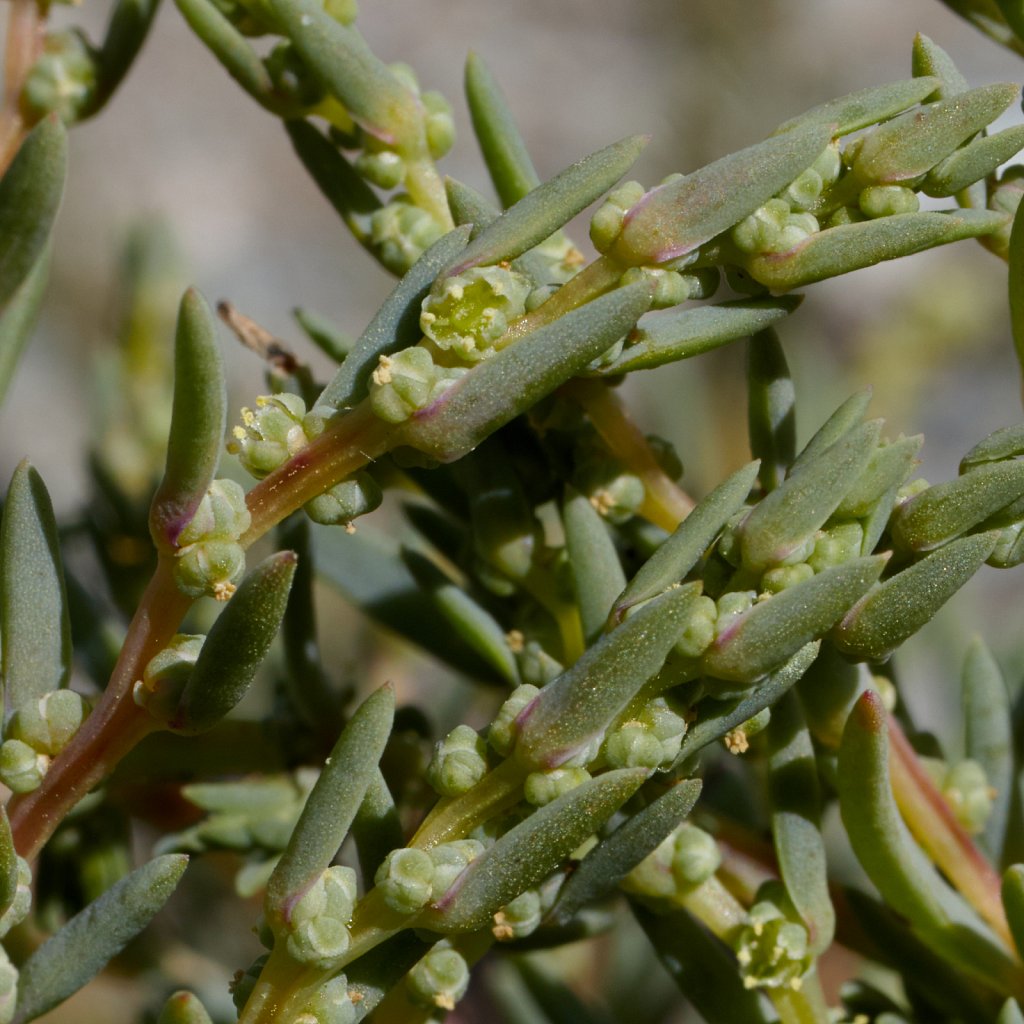 Suaeda maritima (Annual Sea-blite)