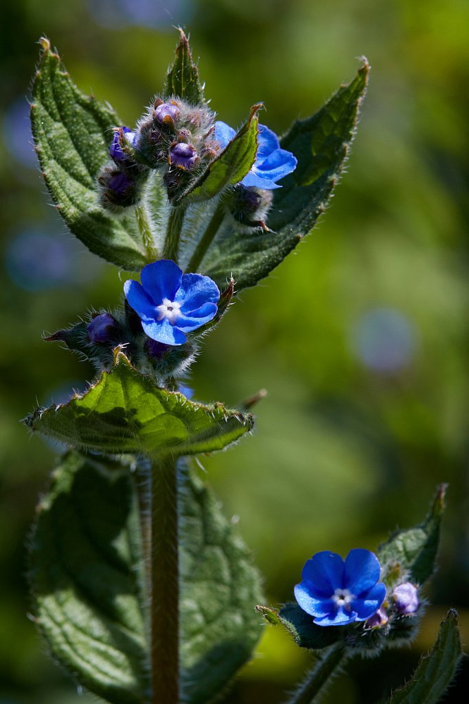 Pentaglottis Sempervirens (Green Alkanet)