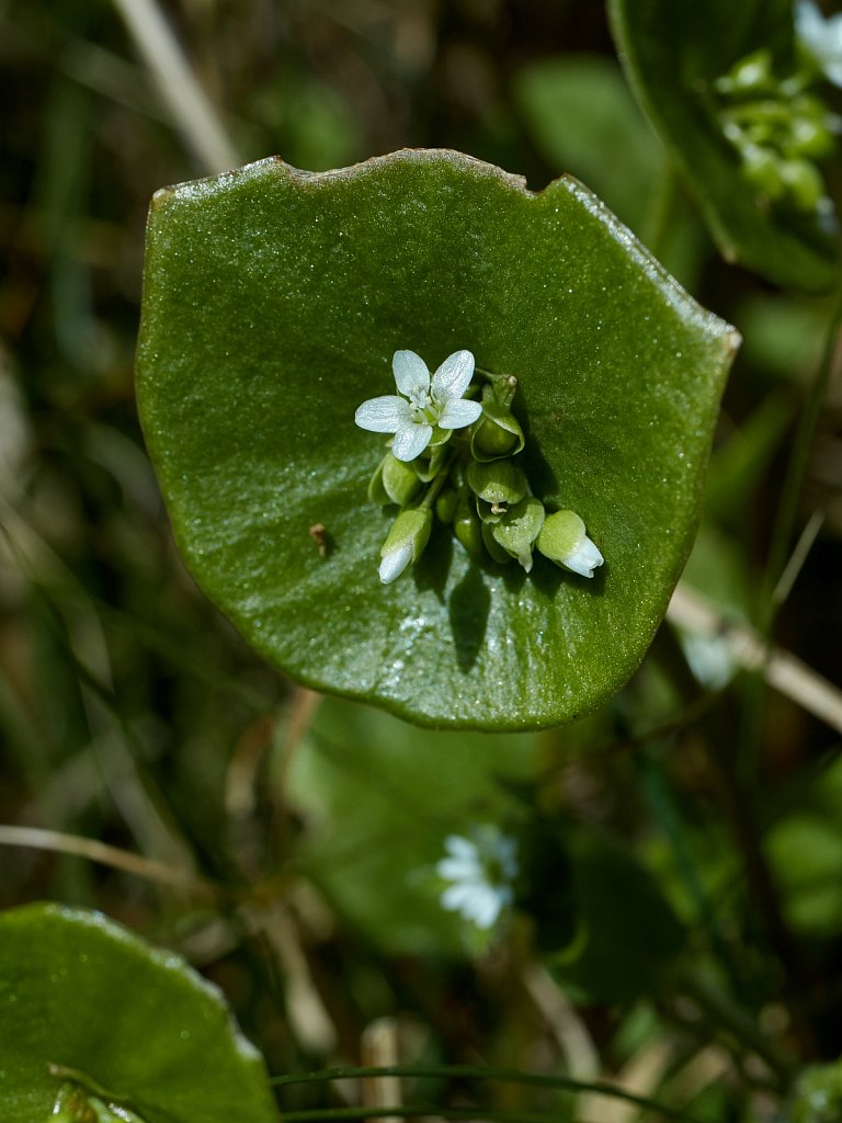 Claytonia perfoliata (Springbeauty)