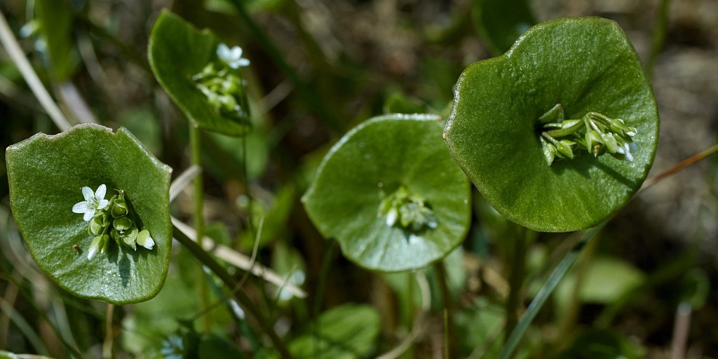 Claytonia perfoliata (Springbeauty)