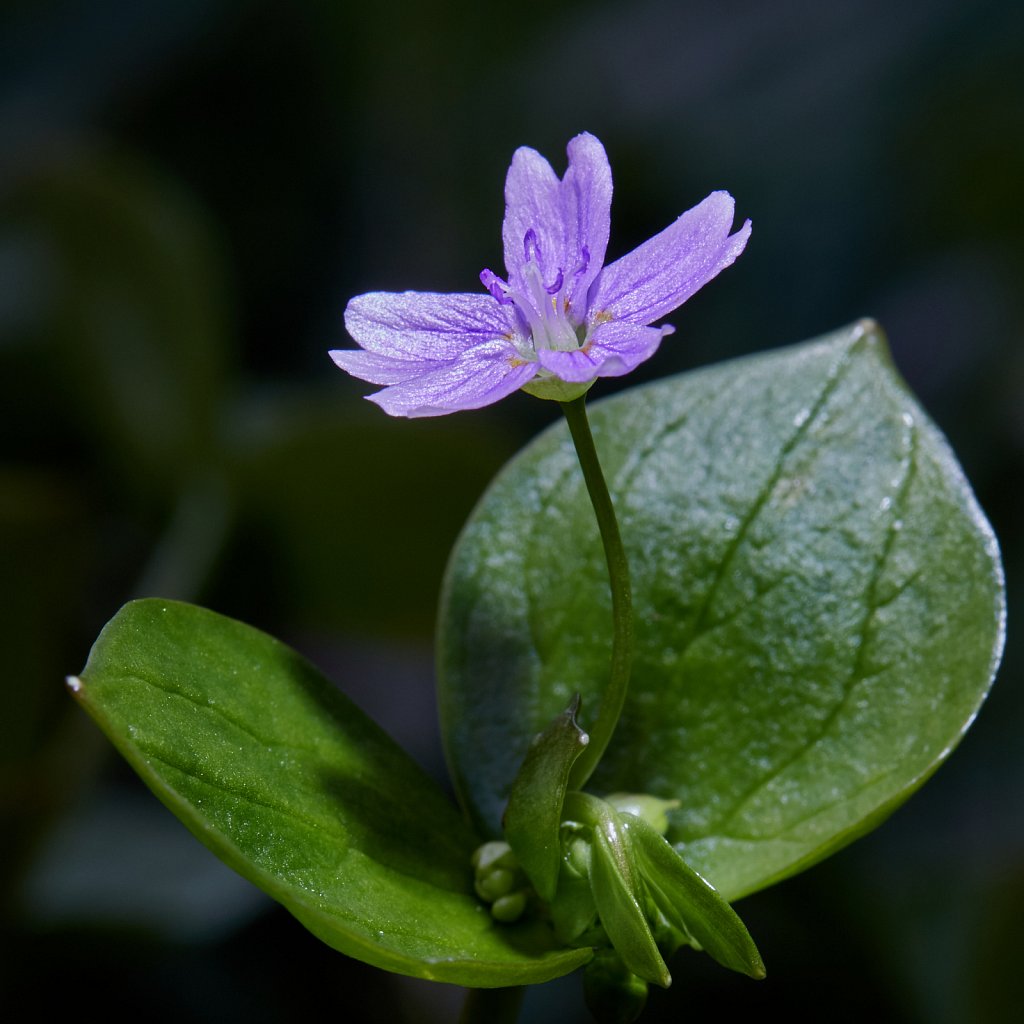 Claytonia sibirica (Pink Purslane)